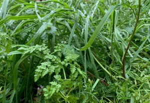 Gotas de lluvia sobre la hierba en Cifuentes de Rueda. Primavera. Turismo rural. León